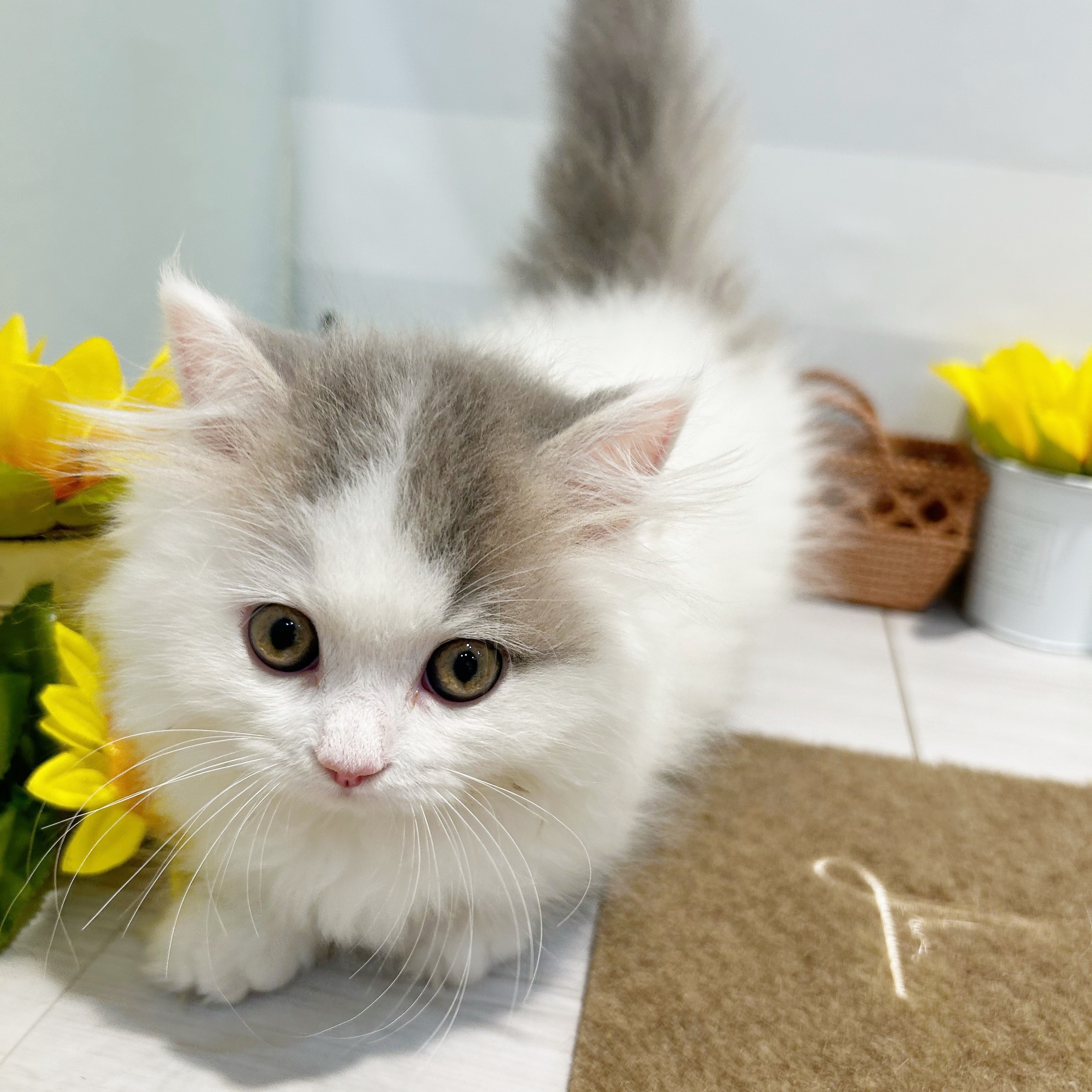 【✳︎toto✳︎さま】animal figure ❀ パピエマシェのワンちゃん ✳︎toto✳︎さま】animal figure ❀ パピエマシェのワンちゃん